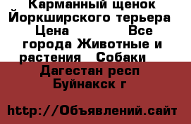 Карманный щенок Йоркширского терьера › Цена ­ 30 000 - Все города Животные и растения » Собаки   . Дагестан респ.,Буйнакск г.